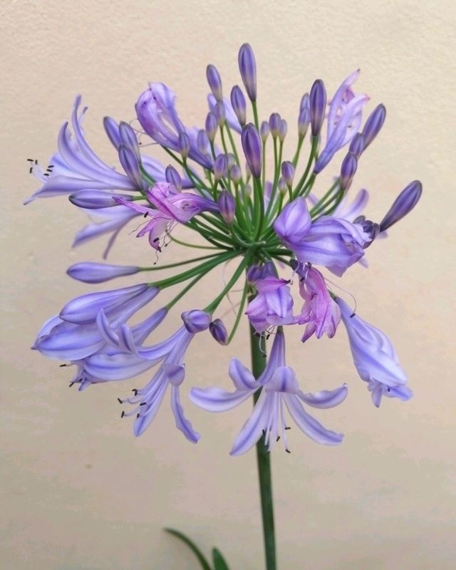 PROMO 3x2 AGAPANTHUS - Comprar en Bambú Cultivos