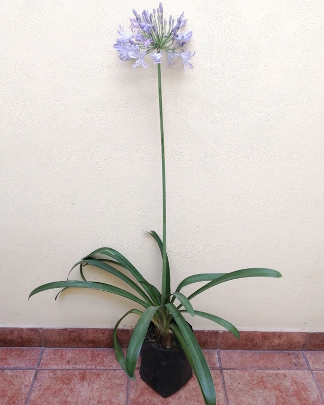 Agapanthus africanus - Comprar en Bambú Cultivos