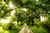 Caminho Verde - comprar online