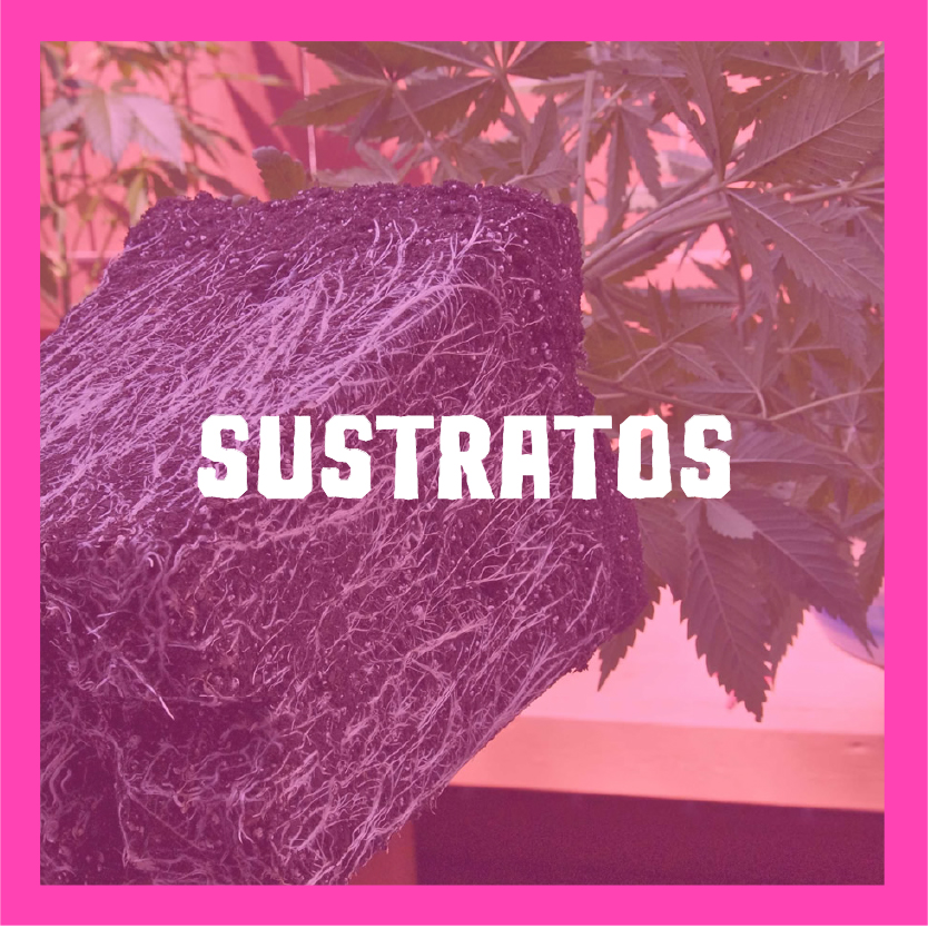 Banner de Green Canguro 