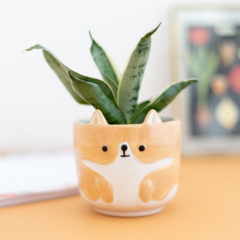 CORGI MEDIANO
