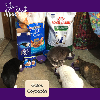Donativo gatos Coyoacán