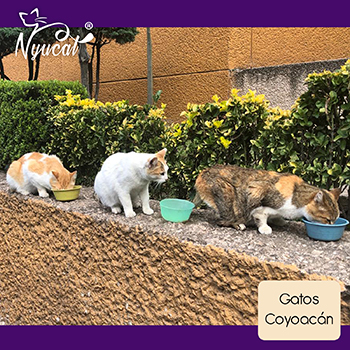 Donativo gatos Coyoacán