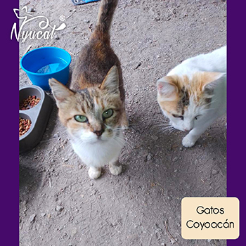 Donativo a gatos de colonia feral en Coyoacán