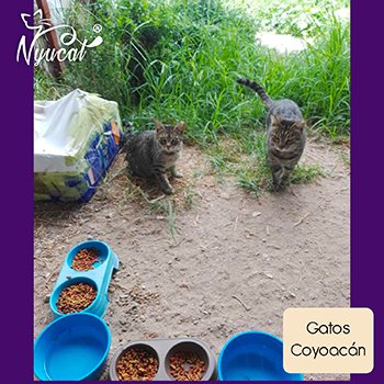 Donativo a gatos de colonia feral en Coyoacán