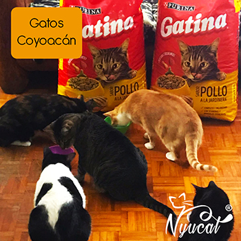 Donativo a gatos en Coyoacán