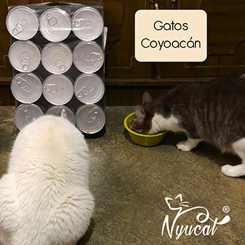 Donativos a gatos de Coyoacán 