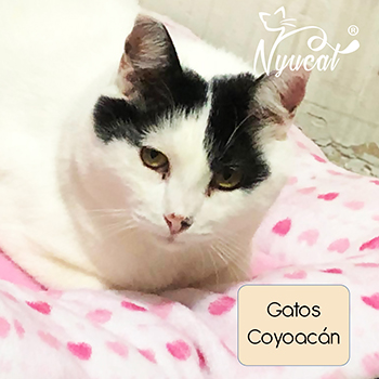 Donativos a gatos de Coyoacán