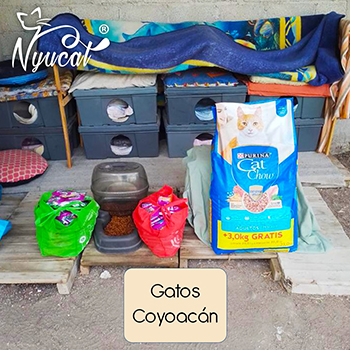Donativo a colonia feral en Coyoacán