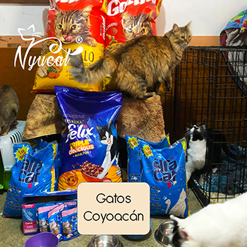 Donativos a gatos de Coyoacán