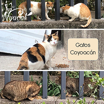 Donativos a gatos de Coyoacán