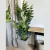 (TL) Planta Monstera artificial. / alto 180