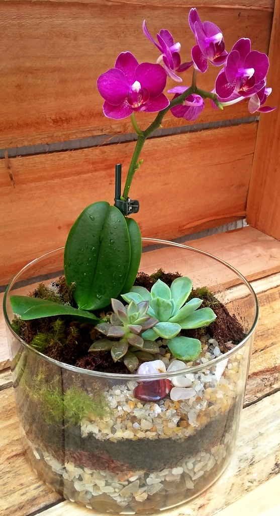 Vaso de Orquídea grande com Suculentas - Bruna Flores
