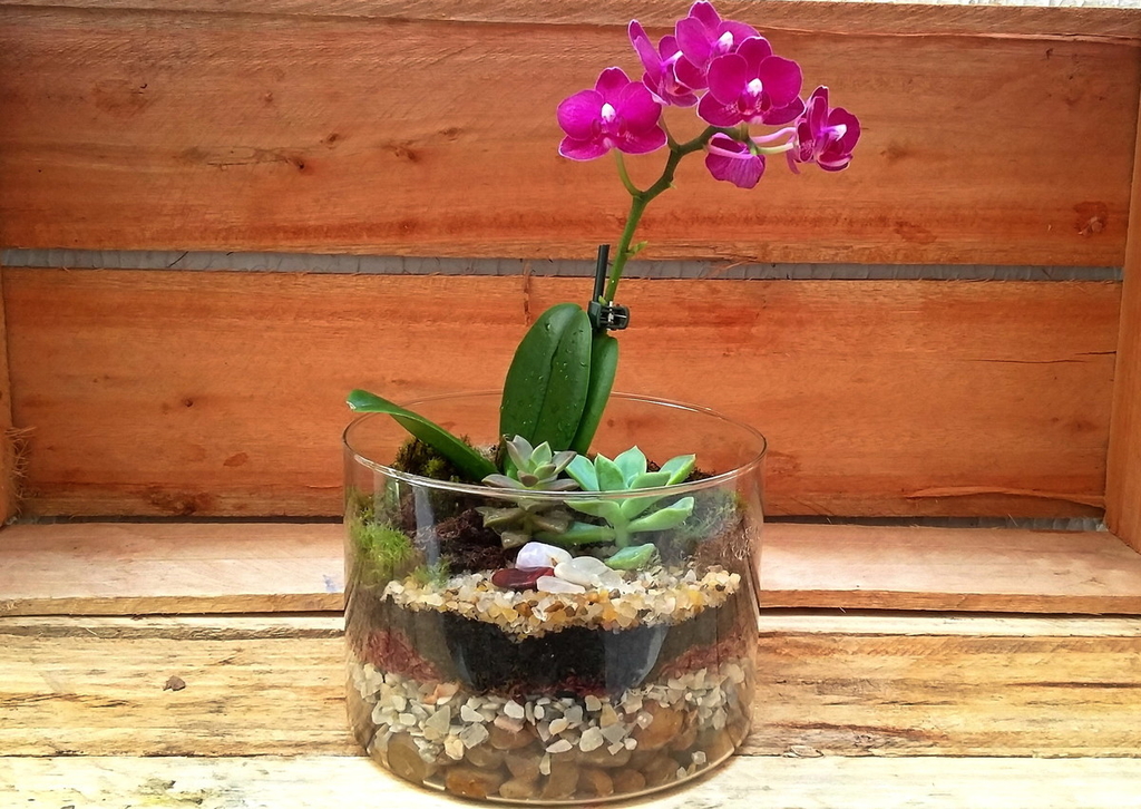 Vaso de Orquídea grande com Suculentas - Bruna Flores