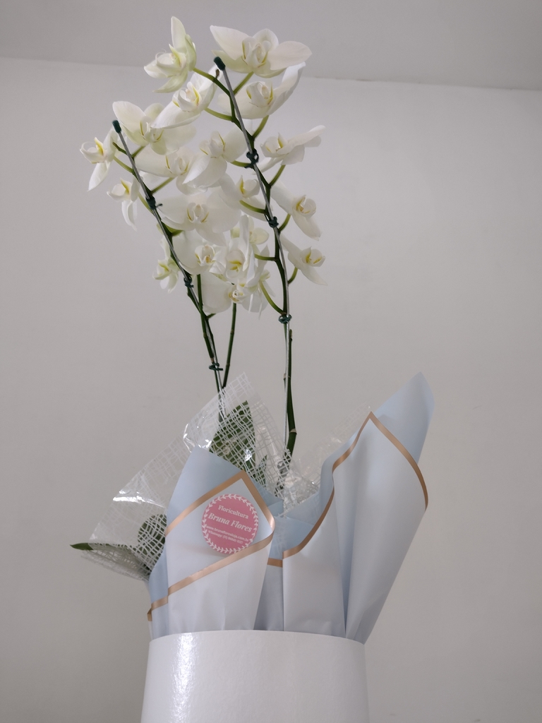 Vaso de Orquídea com caixa - Comprar em Bruna Flores