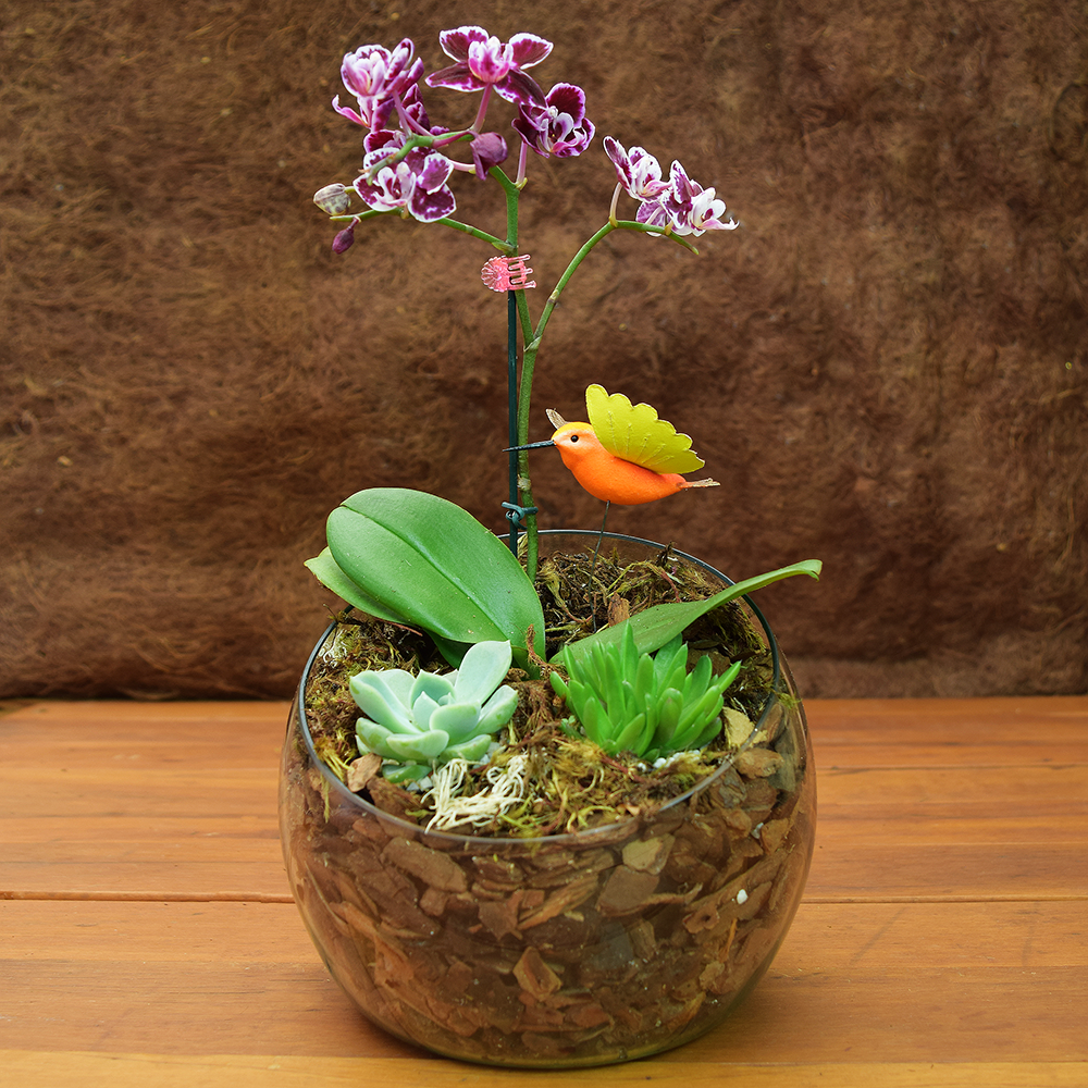 Vaso de Orquidea pequena com Suculentas - Bruna Flores
