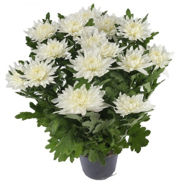 Vaso de Crisântemo Branco - Comprar em Bruna Flores