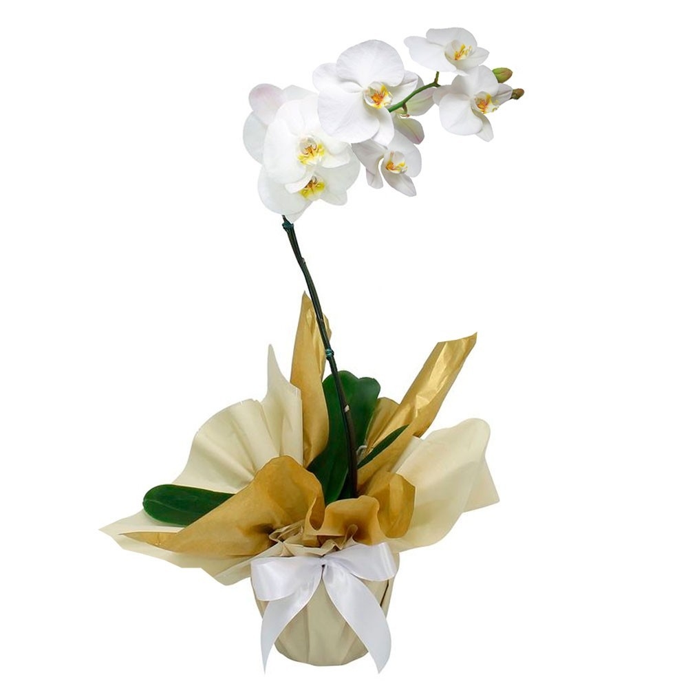 Vaso de Orquídea Grande Branca e 3 mini vasos de Cactos.