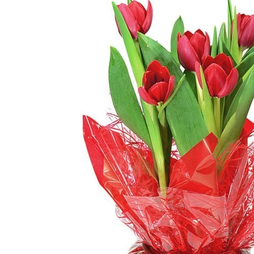 Vaso de Tulipa Vermelha - Comprar em Bruna Flores