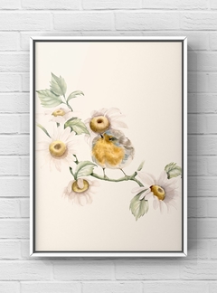 Jardim de margaridas - comprar online
