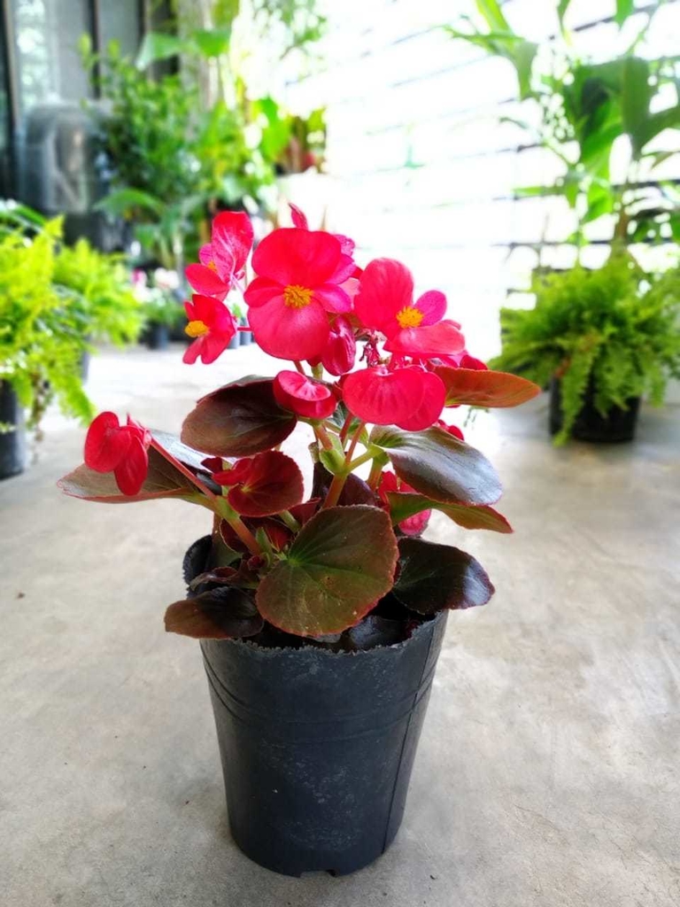 Begonia Flor de azúcar M12 - Jardines El Ceibo