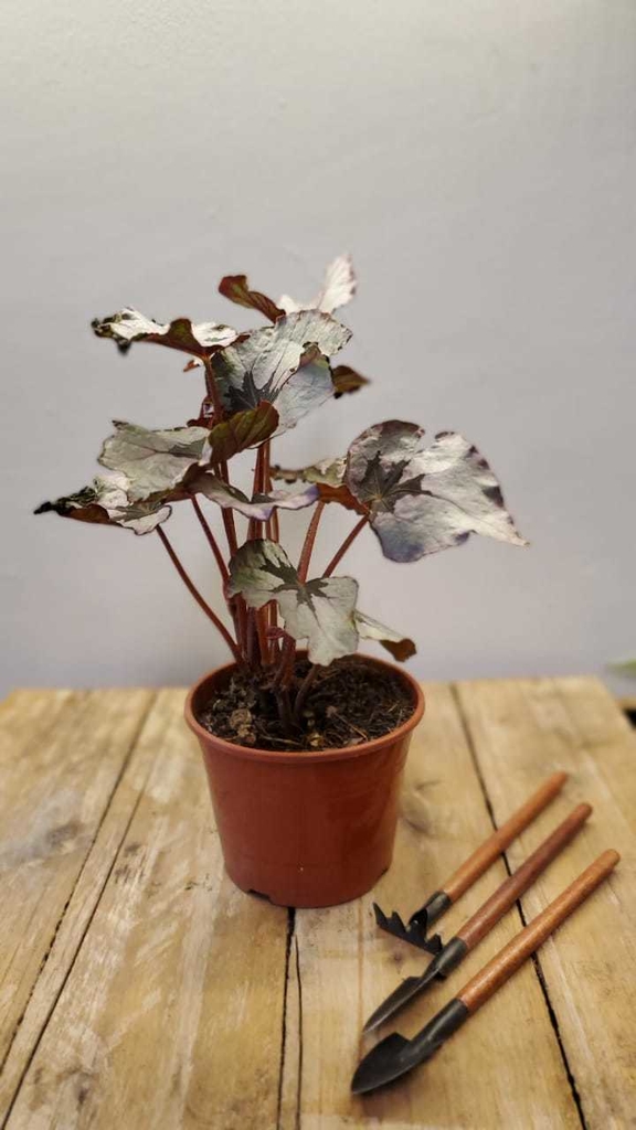 Begonia Rex M13 - Comprar en Jardines El Ceibo