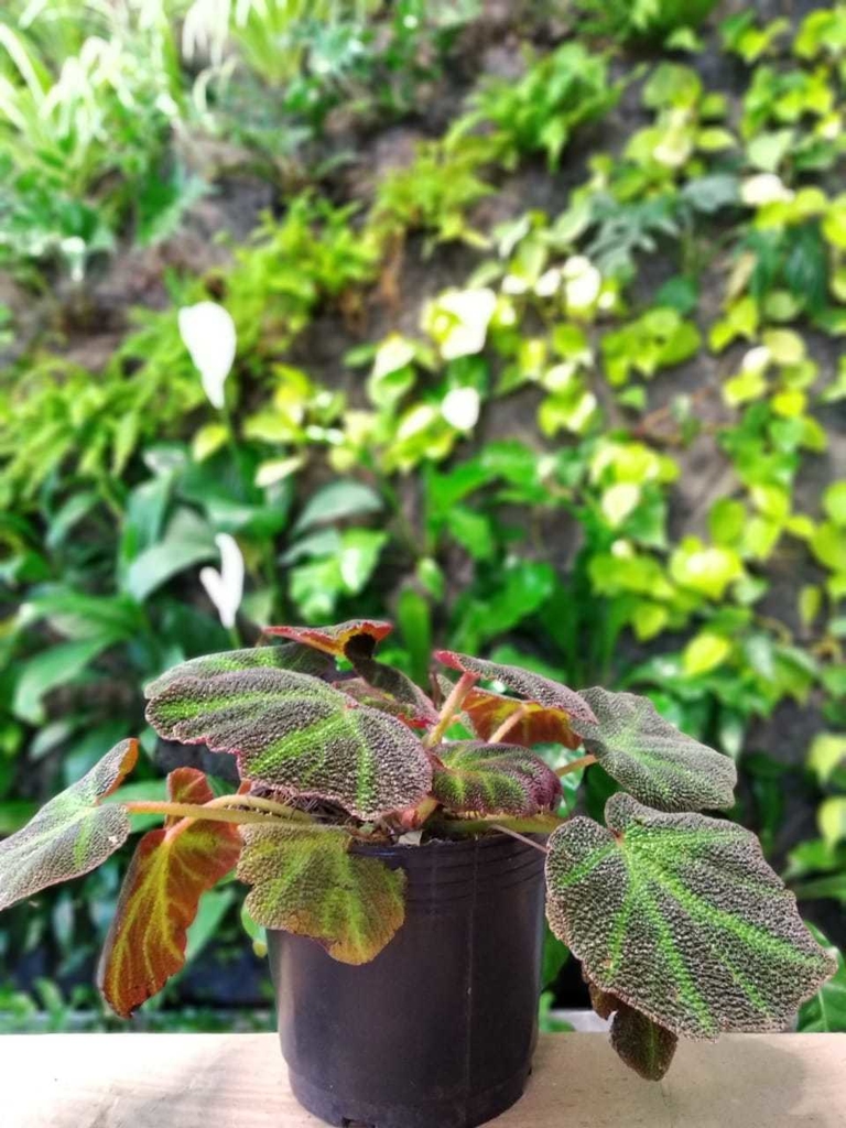 Begonia Rex - Comprar en Jardines El Ceibo