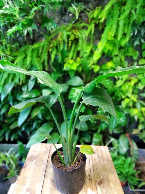 Strelitzia Nicolai - Comprar en Jardines El Ceibo