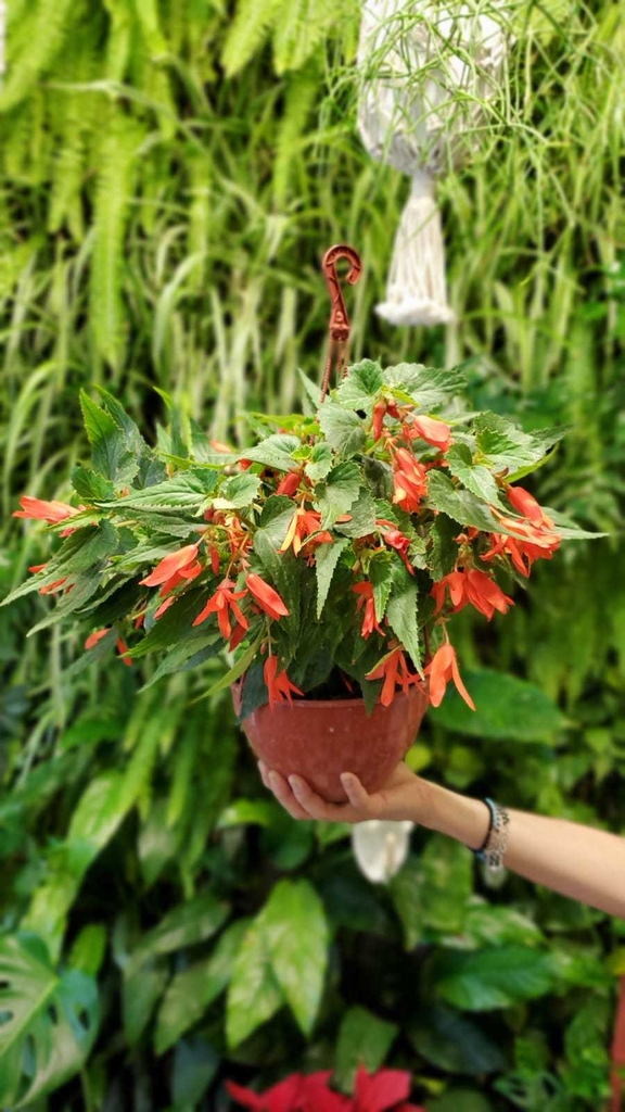 Begonia Tenella - Comprar en Jardines El Ceibo