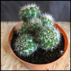 CACTUS EN MACETA "CLÁSICA" - comprar online