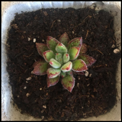 SUCULENTA EN MACETA "HORMIGON" - comprar online