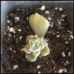 SUCULENTA EN MACETA "HORMIGON" - comprar online