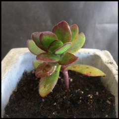 SUCULENTA EN MACETA "HORMIGON" - comprar online