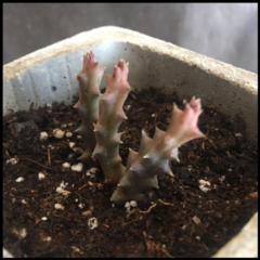 SUCULENTA EN MACETA "HORMIGON - comprar online