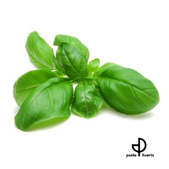 Semillas de ALBAHACA
