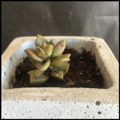 SUCULENTA EN MACETA "HORMIGON" - comprar online