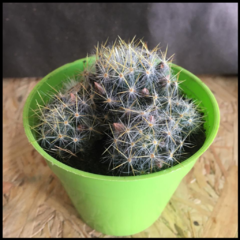 CACTUS EN MACETA "CLÁSICA" - comprar online