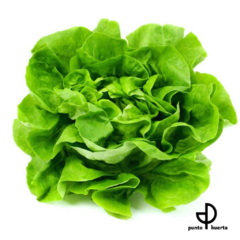 Semillas de LECHUGA
