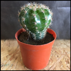 CACTUS EN MACTA "CLÁSICA