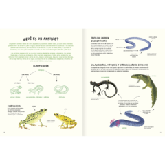 Agua y tierra - Anfibios y reptiles de América en internet