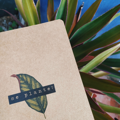 se plante - stromanthe