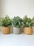 Plantitas Delicia - comprar online