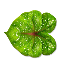AMERICANO FOLHA VERDE MEDIDA 48X43(APROX) UN