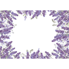 AMERICANO LAVANDA 48X35CM UN