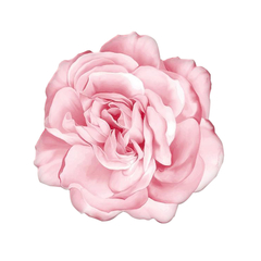 AMERICANO ROSA PINK MEDIDA 45X45 (APROX) UN