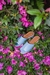 Sandalias Celeste
