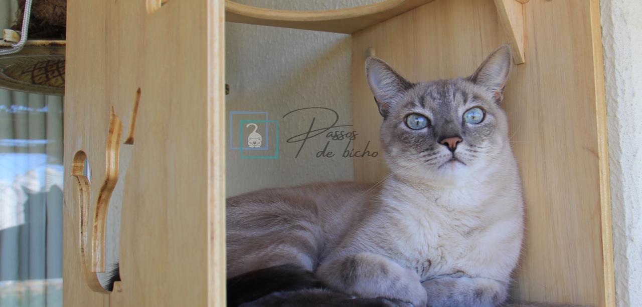 playground-para-gato-passos-de-bicho