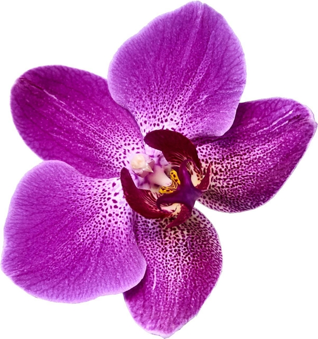 Jogo Americano Orquídea Roxa - Porcelana Linda