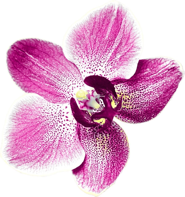 Jogo Americano Orquídea Rosa - Porcelana Linda
