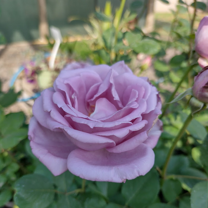 Rosa Lila Mainzer Fastnacht /Blue Moon - Asunta Vivero